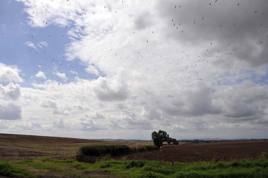 Seagulls following the plough.