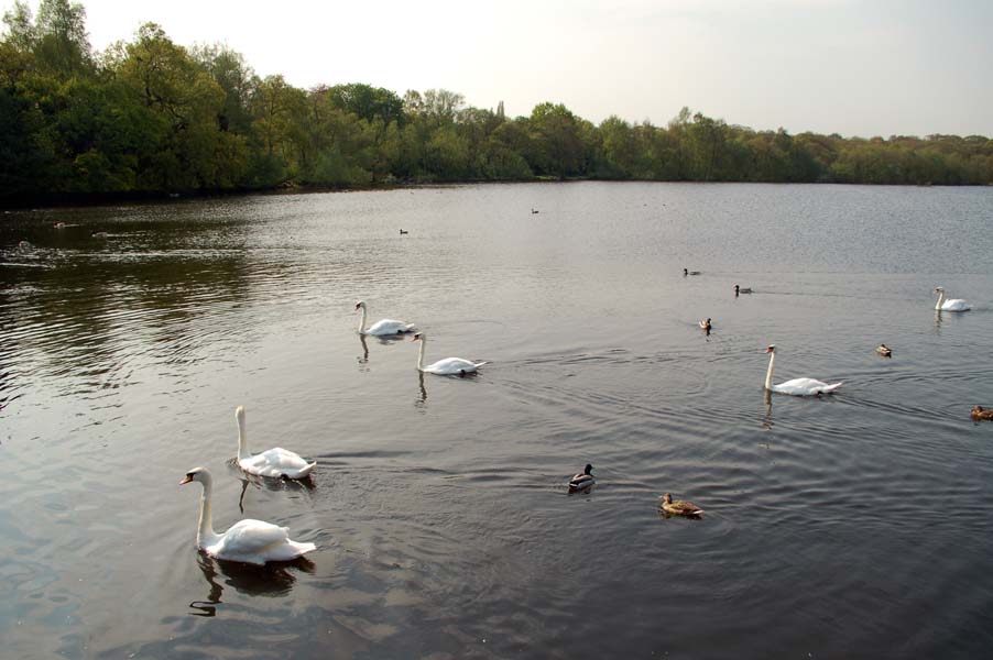 The glory of swans, Sutton park.