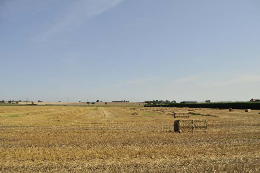 The harvest, Wishaw.