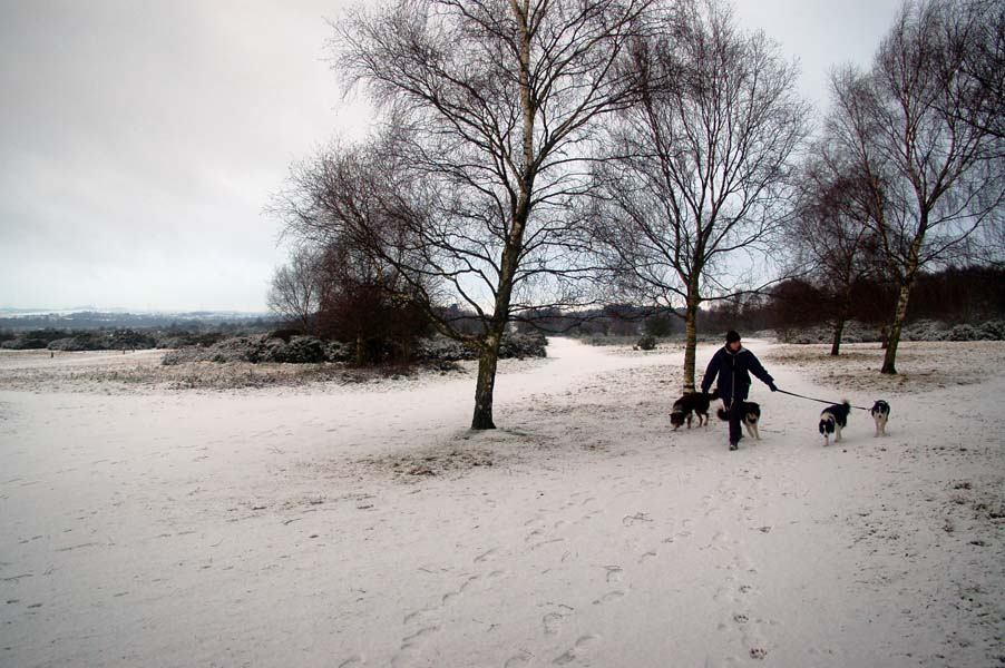 Walking the dogs, Sutton park.