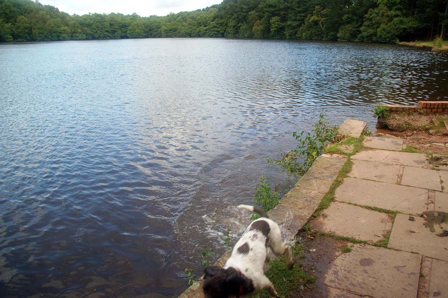 Wet dog, Blackroot lake.