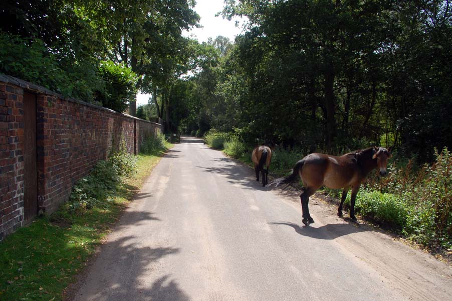 Wild Dartmoor ponies, Sutton park.