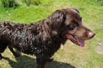 Tedwood, Karen's dog, Sutton Park.