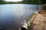 Wet dog, Blackroot lake.