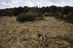 Wild Sutton Park.