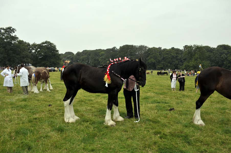 Shires, the Canwell show.