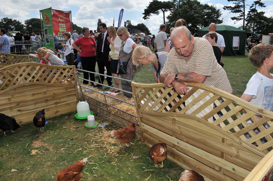 Watching the chickens, the Canwell show.