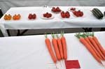 Winning vegetables at the Canwell Show.