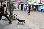 Walking the dog, Worcester.